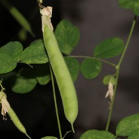 Clitoria ternatea L.